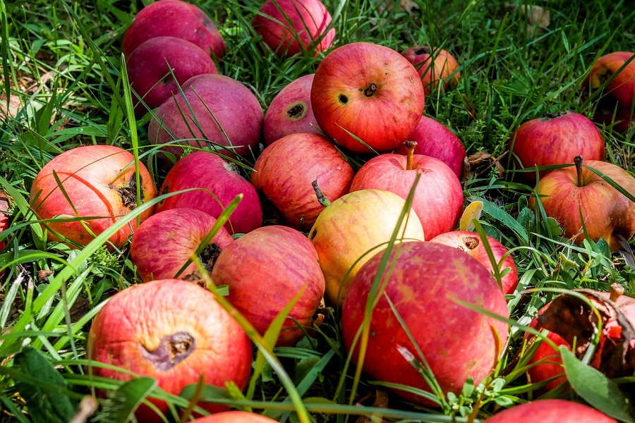 Estudio demuestra que adolescentes llamados “manzanas podridas” no tienen su destino sellado